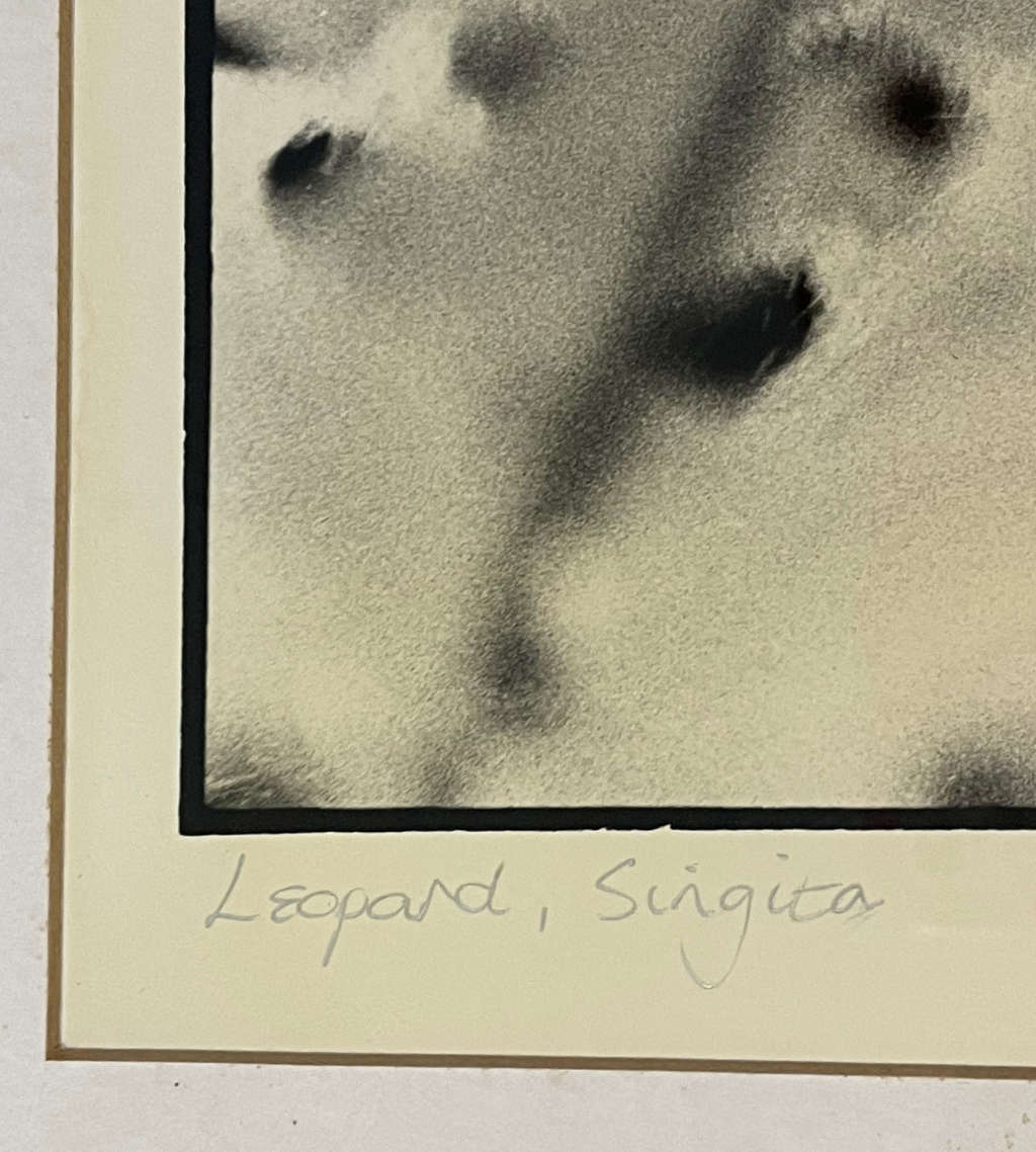 Signed Photograph "Big Cat Country: The Leopard of Singita Sabi Sand" by D. Good  Vintage, Framed