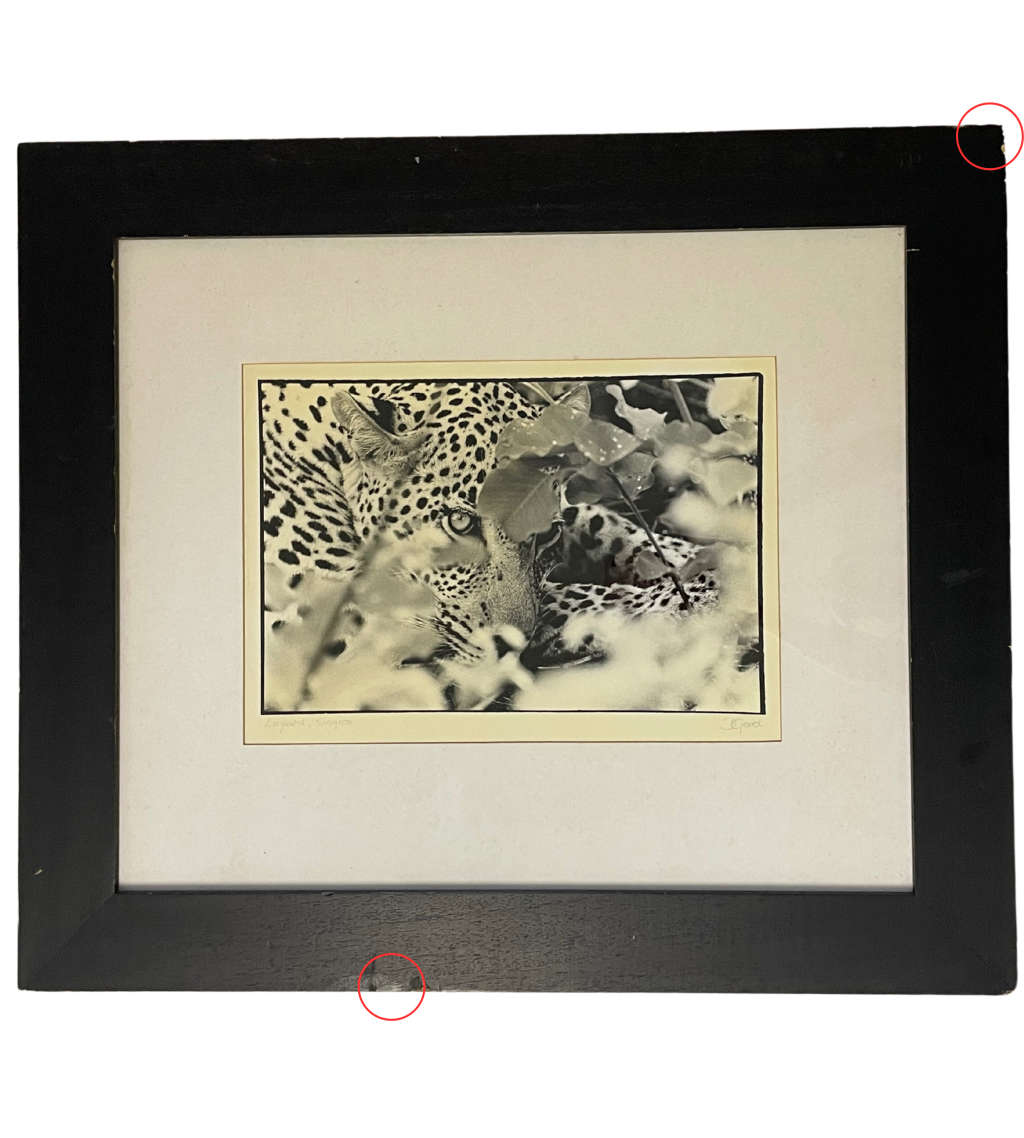 Signed Photograph "Big Cat Country: The Leopard of Singita Sabi Sand" by D. Good  Vintage, Framed