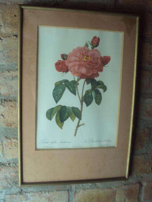 Print - Rosa Gallica Aurelianensis/La Duchesse d'Orleans (TMCPA23)