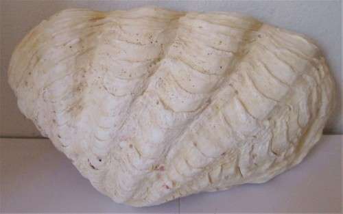 CORAL REEF SEA SHELL - S5