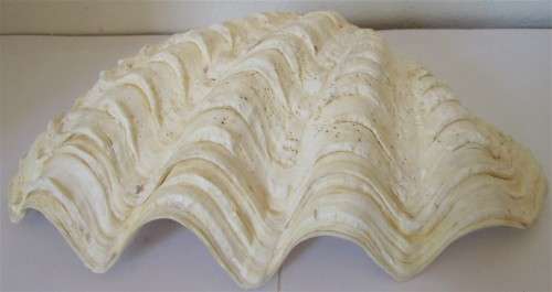 CORAL REEF SEA SHELL - S5