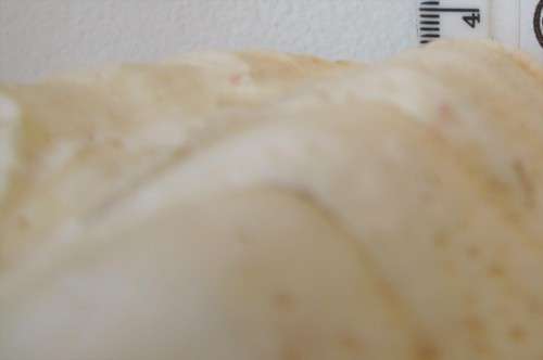 CORAL REEF SEA SHELL - S5