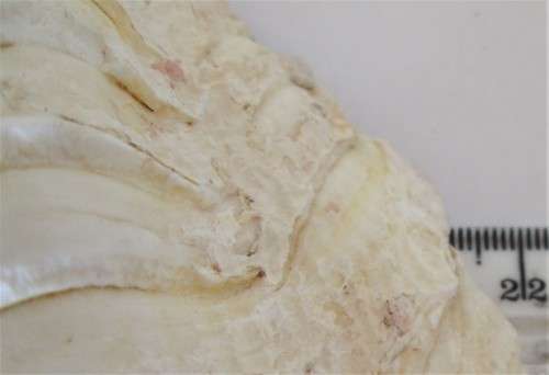 CORAL REEF SEA SHELL - S5