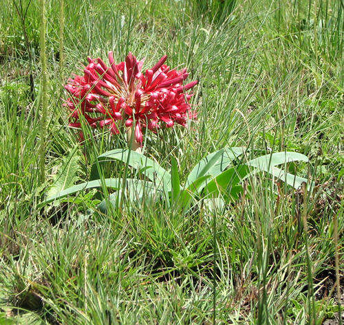 Ammocharis coranica FLOWERING SIZED bulbs