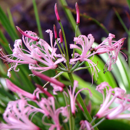 NERINE FILIFOLIA - 6 GRASS NERINE BULBS