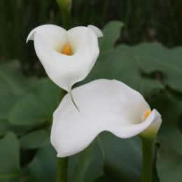 ZANTEDESHIA ODORATA RHIZOMES - the only SCENTED SPECIES of ARUM LILY.