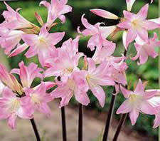 AMARYLLIS BELLADONNA 2 BULBS