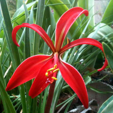 AZTEC LILY BULBS - SPREKELIA FORMOSISSIMA 3 BULBS