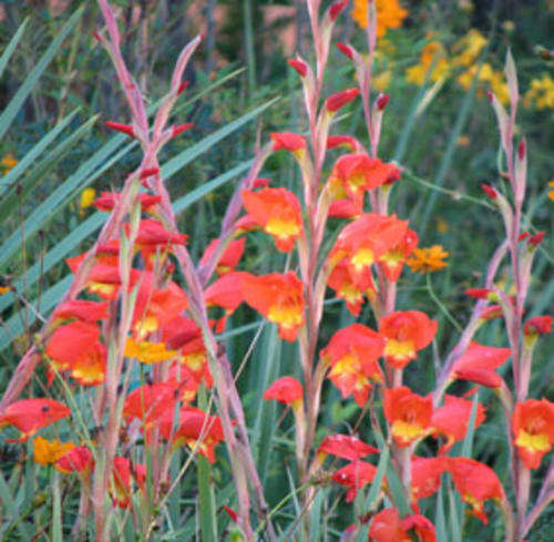 Gladiolus dalenii 25 seeds (indigenous)