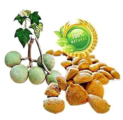 Bulk Buyer's & Resellers - NUEZ DE LA INDIA SLIMMING NUT!!! {12 Nuts per Packet}