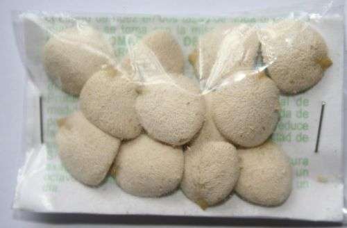 NOW ON SPECIAL!!!! NUEZ DE LA INDIA OR THE MAGIC NUT,LOSE WEIGHT NATURALLY!! BUYS YOURS NOW!!