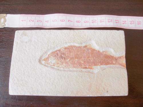 AUTHENTIC....FISH FOSSIL