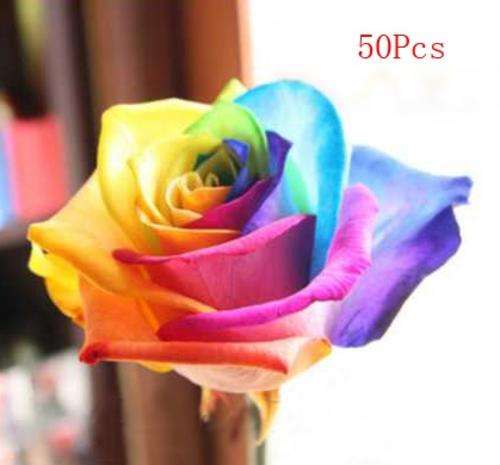 50 pcs Multicolor Rose Seeds