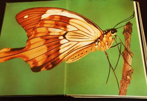 Skoenlappers van Suider Afrika deur Hugo Germishuys