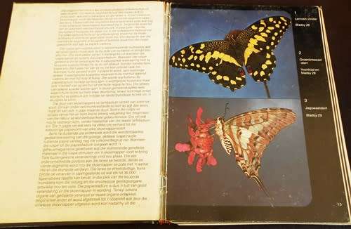 Skoenlappers van Suider Afrika deur Hugo Germishuys