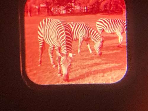 GAF Viewmaster View Master with sample reel 1980s