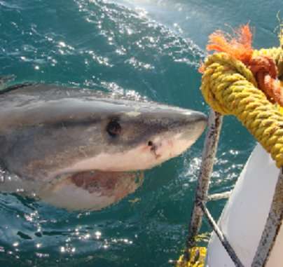 enjoy a Shark Dive/Viewing, Treetop adventure & stay by SATSA