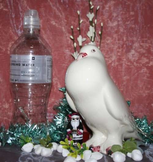 CASA PUPO PORTUGAL MALE FAN TAILED PIGEON DOVE BIRD