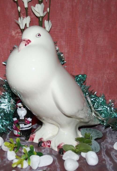 CASA PUPO PORTUGAL MALE FAN TAILED PIGEON DOVE BIRD