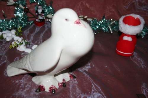 CASA PUPO PORTUGAL MALE FAN TAILED PIGEON DOVE BIRD