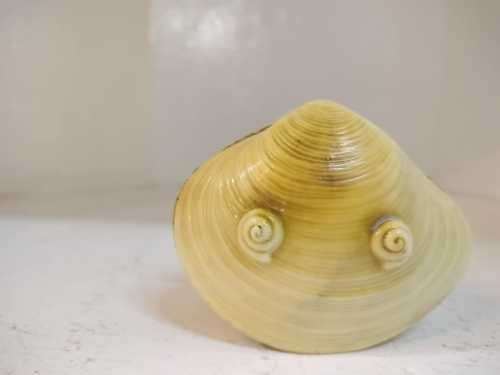 Japanese celluloid clams shell diorama carved water wheel
