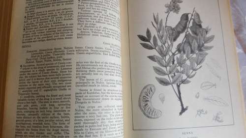 A MODERN HERBAL Mrs M Grieve edited by C F Leyel The medicinal, culinary. cosmetic ( Health )