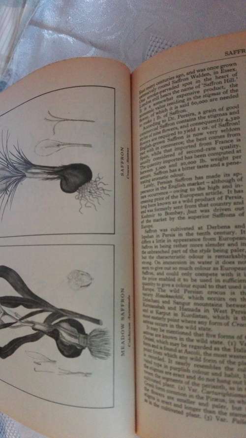 A MODERN HERBAL Mrs M Grieve edited by C F Leyel The medicinal, culinary. cosmetic ( Health )