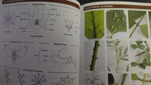 POOLEY'S TREES of Eastern South Africa A COMPLETE GUIDE RICHARD BOON