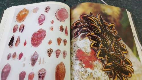 The Living Shores of Southern Africa by Margo & George Branch