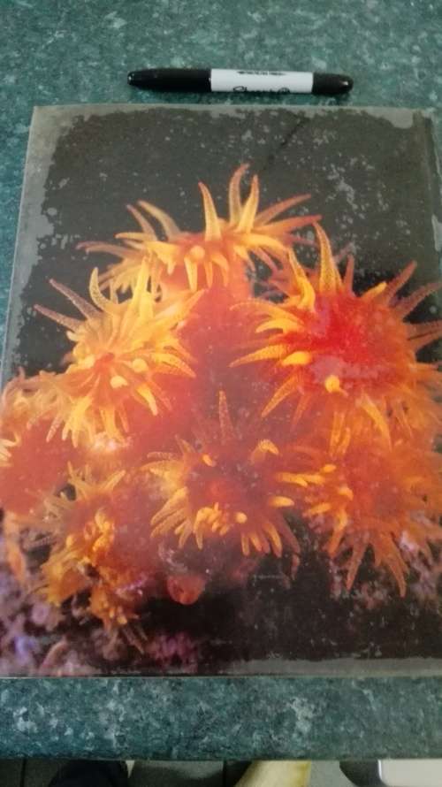 The Living Shores of Southern Africa by Margo & George Branch