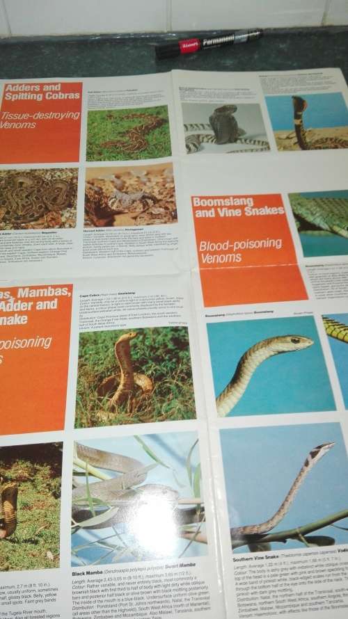 SNAKES of Southern Africa VIVIAN F M FITZSIMONS plus Poster "  The John Visser Guide to Dangerous