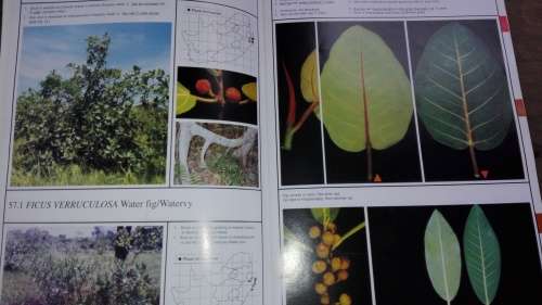 3 X Marthius Steyn Tree Identification Guide  ;  Acacias ; S A Ficus ; S A Com, plus 1 Item For YVES