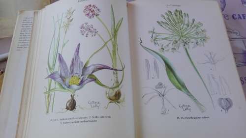 WILD FLOWERS OF THE TRANSVAAL CYTHNA  LETTY ( wildflowers )