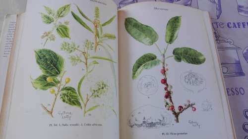 WILD FLOWERS OF THE TRANSVAAL CYTHNA  LETTY ( wildflowers )