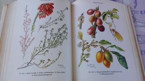 WILD FLOWERS OF THE TRANSVAAL CYTHNA  LETTY ( wildflowers )