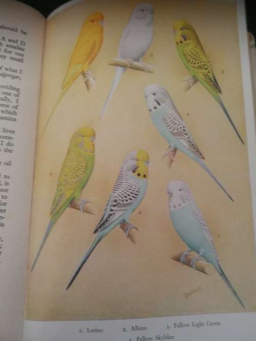 The CULT of the BUDGERIGAR  , W WATMOUGH PLUS ANOTHER Book  ( Budgies  Caged Birds