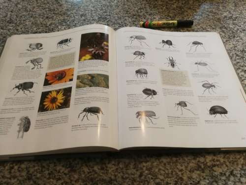 RICHTERSVELD The Enchanted Wilderness GRAHAM WILLIAMSON Foreword Sir Richard Attenborough