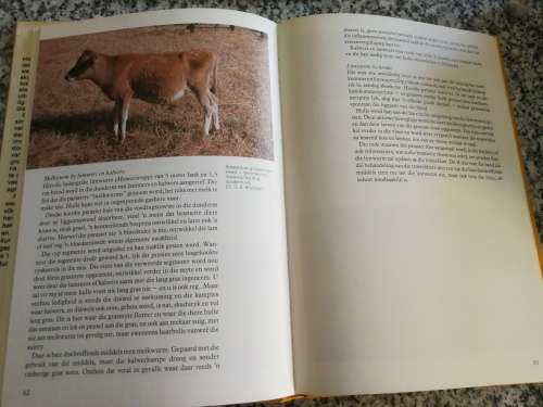 VEEARTSENY KUNDE VIR DIE PRAKTIESE BOER L R HURTER ( Veterinary science )