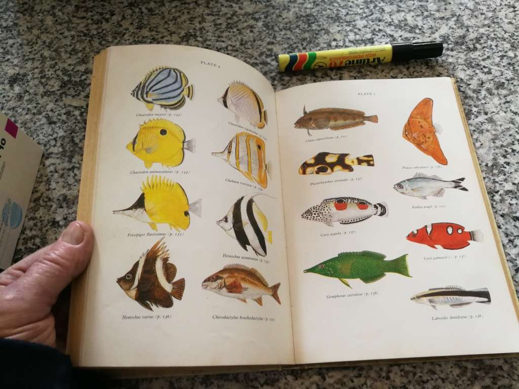 A MARINE AQUARIUM FOR SOUTH AFRICANS ARTHUR BELCHER Do it yourself  ( biology sea