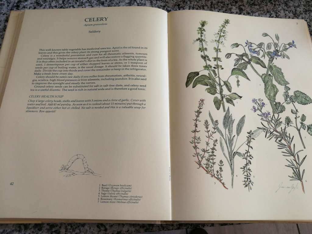 MARGARET ROBERTS BOOK OF HERBS THE MEDICINAL and CULINARY USES OF HERBS in SOUTH AFRICA