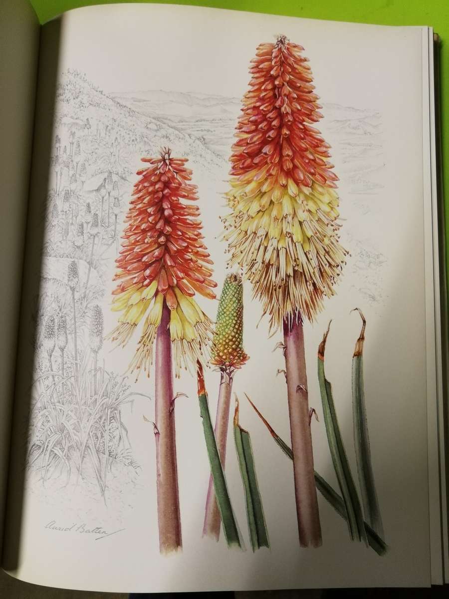 FLOWERS OF SOUTHERN AFRICA AURIOL BATTEN Limited Edition