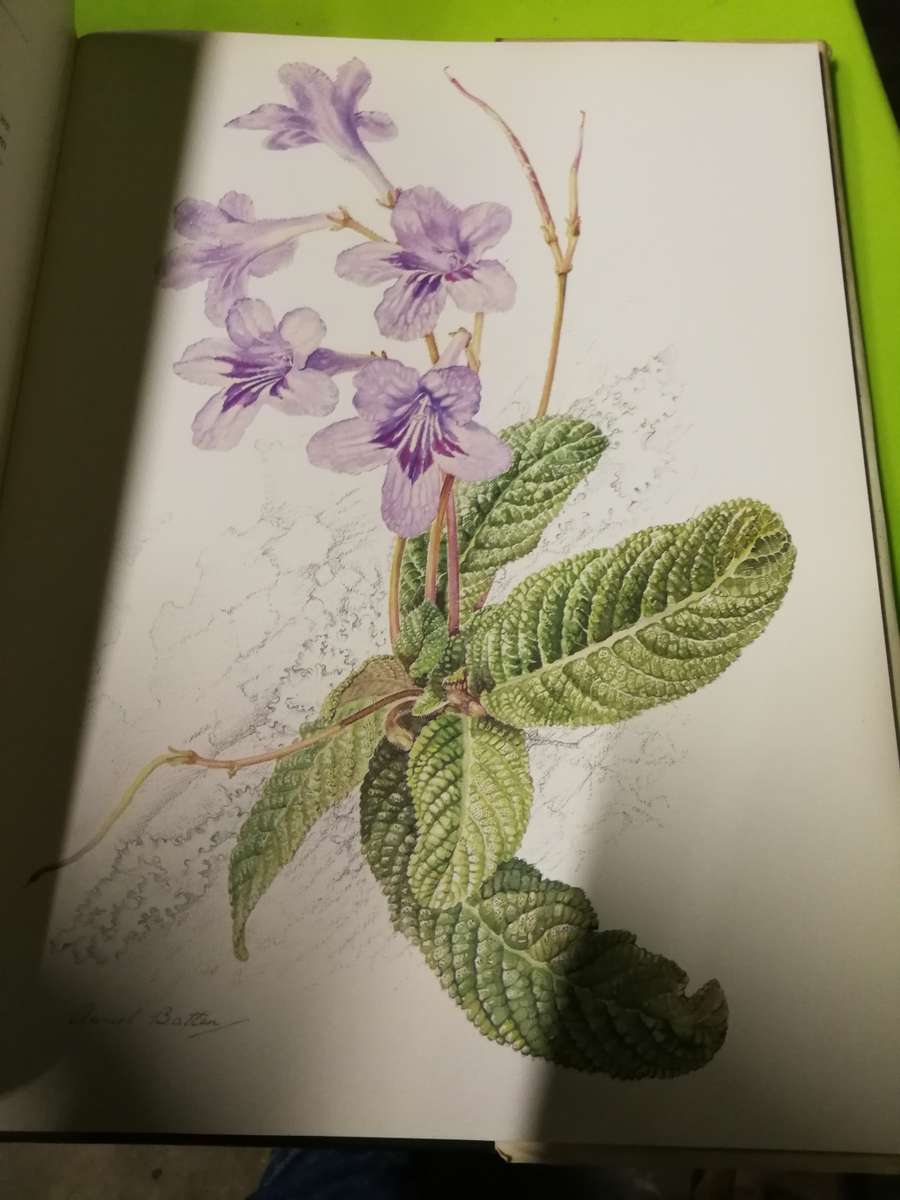 FLOWERS OF SOUTHERN AFRICA AURIOL BATTEN Limited Edition