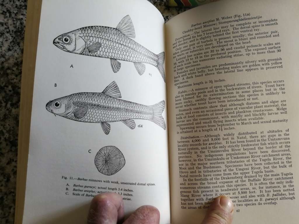 FRESHWATER FISHES OF NATAL R S CRASS 1964 ( fresh water fish )