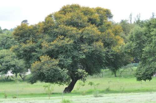 Vachellia / Acacia  Karoo (Sweet thorn) - 10 seeds