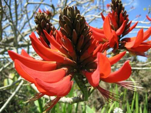Erythrina Lysistemon (Coral tree) - 20 seeds