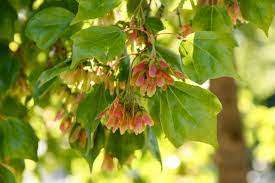 Acer Buergerianum (Chinese maple) - 10 seeds