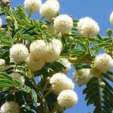 Acacia Sieberiana (Paperbark thorn) - 10 seeds