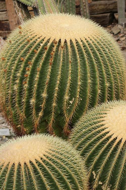 Echinocactus grusonii (Golden barrel cactus) - 10 seeds