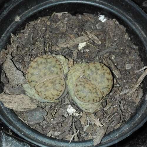 Lithops #01 live plant  - see picture