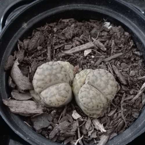 Lithops #01 live plant  - see picture